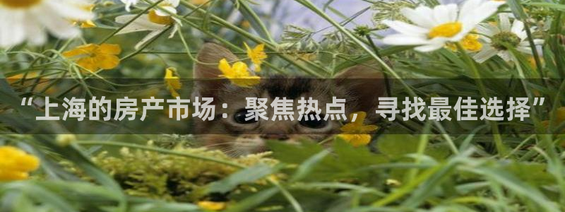和记官网登录：“上海的房产市场：聚焦热点，寻找最佳选择”